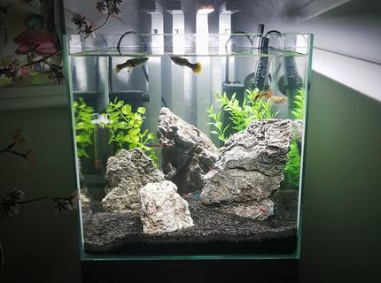 Rated #9: 10 Gallons Freshwater Fish Tank - My daughter\ Rated #9: 10 Gallons Freshwater Fish Tank - My daughter's first ever tank!