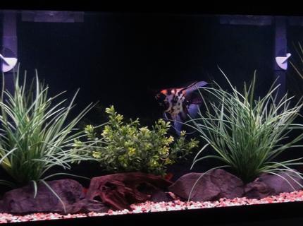 55 gallons freshwater fish tank (mostly fish and non-living decorations) - 55 Gallon Cichlid Tank 55 gallons freshwater fish tank (mostly fish and non-living decorations) - 55 Gallon Cichlid Tank