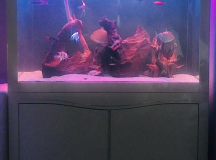 55 gallons freshwater fish tank (mostly fish and non-living decorations) - 250L tank sand and bog wood semi aggressive fish 55 gallons freshwater fish tank (mostly fish and non-living decorations) - 250L tank sand and bog wood semi aggressive fish