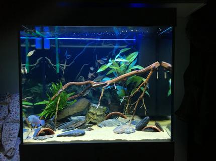 Rated #6: 200 Gallons Freshwater Fish Tank - Current Update Rated #6: 200 Gallons Freshwater Fish Tank - Current Update
