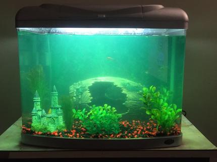 20 gallons freshwater fish tank (mostly fish and non-living decorations) - This is the latest aquarium setup. My progress is slow but I’m enjoying the hobby 20 gallons freshwater fish tank (mostly fish and non-living decorations) - This is the latest aquarium setup. My progress is slow but I’m enjoying the hobby