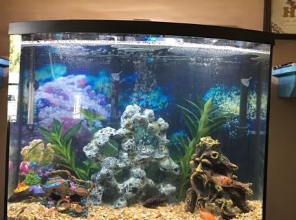 125 gallons freshwater fish tank (mostly fish and non-living decorations) - My 38 gallon bowfront 125 gallons freshwater fish tank (mostly fish and non-living decorations) - My 38 gallon bowfront