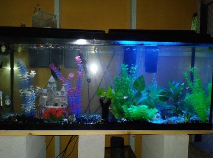 55 gallons freshwater fish tank (mostly fish and non-living decorations) - Half white light half blue 55 gallons freshwater fish tank (mostly fish and non-living decorations) - Half white light half blue