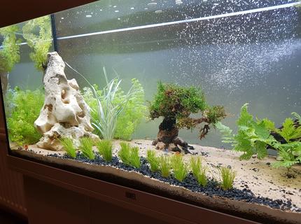 55 gallons freshwater fish tank (mostly fish and non-living decorations) - Working progress 55 gallons freshwater fish tank (mostly fish and non-living decorations) - Working progress