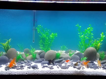 Rated #9: 75 Gallons Freshwater Fish Tank - Goldie tank Rated #9: 75 Gallons Freshwater Fish Tank - Goldie tank