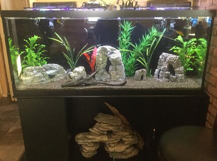 Rated #2: 55 Gallons Freshwater Fish Tank - Frontosa, mix of cichlids, royal pleco, plastic plants, decor rocks, and brown gravel 125 gallon tank Rated #2: 55 Gallons Freshwater Fish Tank - Frontosa, mix of cichlids, royal pleco, plastic plants, decor rocks, and brown gravel 125 gallon tank