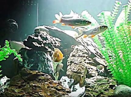 120 gallons freshwater fish tank (mostly fish and non-living decorations) - Large fish in a lake scenery 120 gallons freshwater fish tank (mostly fish and non-living decorations) - Large fish in a lake scenery