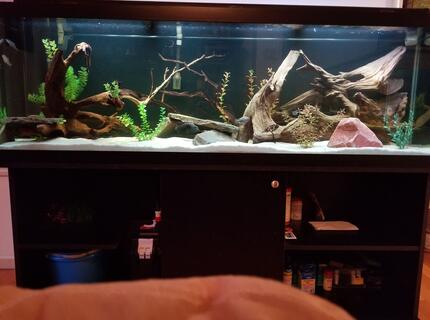 Rated #10: 125 Gallons Freshwater Fish Tank - It\ Rated #10: 125 Gallons Freshwater Fish Tank - It's a Cichlid world
