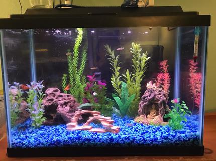 Rated #8: 20 Gallons Freshwater Fish Tank - Front view Rated #8: 20 Gallons Freshwater Fish Tank - Front view