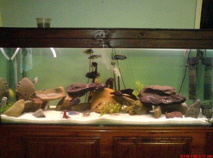 209 gallons freshwater fish tank (mostly fish and non-living decorations) - yeh 209 gallons freshwater fish tank (mostly fish and non-living decorations) - yeh