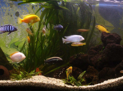 260 gallons freshwater fish tank (mostly fish and non-living decorations) - old cichlid tank 300l juwel 260 gallons freshwater fish tank (mostly fish and non-living decorations) - old cichlid tank 300l juwel