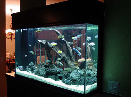 Rated #10: 155 Gallons Freshwater Fish Tank - Here Rated #10: 155 Gallons Freshwater Fish Tank - Here's another view of all my fish.