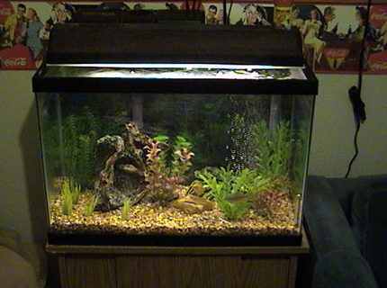 20 gallons freshwater fish tank (mostly fish and non-living decorations) - Full View 20 gallons freshwater fish tank (mostly fish and non-living decorations) - Full View