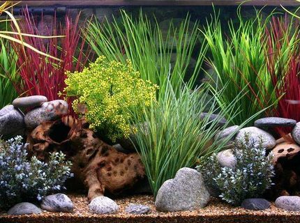 Rated #10: 100 Gallons Freshwater Fish Tank - 100 Gallon custom tank.All plastic plants. Rated #10: 100 Gallons Freshwater Fish Tank - 100 Gallon custom tank.All plastic plants.