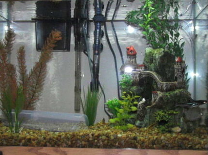 20 gallons freshwater fish tank (mostly fish and non-living decorations) - 20 gallon rectangle shape tank. 20 gallons freshwater fish tank (mostly fish and non-living decorations) - 20 gallon rectangle shape tank.