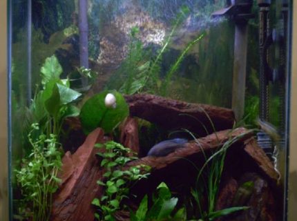 20 gallons freshwater fish tank (mostly fish and non-living decorations) - My 20xh. 20 gallons freshwater fish tank (mostly fish and non-living decorations) - My 20xh.