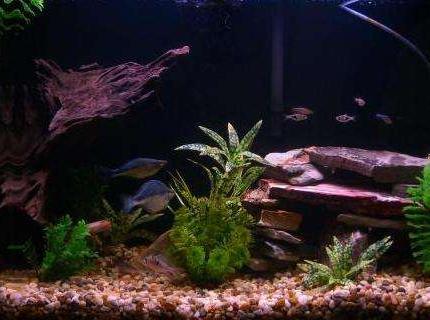 45 gallons freshwater fish tank (mostly fish and non-living decorations) - My half-wooded setup.
Had to take one piece of driftwood out to get clearer water. I'm pretty happy with it- and the fishies are really happy :) 45 gallons freshwater fish tank (mostly fish and non-living decorations) - My half-wooded setup.
Had to take one piece of driftwood out to get clearer water. I'm pretty happy with it- and the fishies are really happy :)