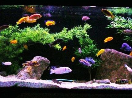Rated #4: 135 Gallons Freshwater Fish Tank - 135g African - Mostly Mbuna Rated #4: 135 Gallons Freshwater Fish Tank - 135g African - Mostly Mbuna