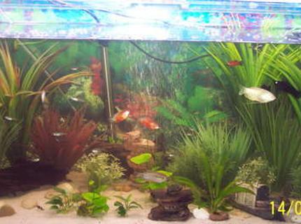 45 gallons freshwater fish tank (mostly fish and non-living decorations) - 160L Community Tank (Date on the pic os wrong) 45 gallons freshwater fish tank (mostly fish and non-living decorations) - 160L Community Tank (Date on the pic os wrong)