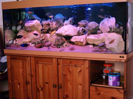 87 gallons freshwater fish tank (mostly fish and non-living decorations) - Malawi Mansion is a Jewel 400L
Filtered by jewel jumbo internal and Eheim ecco 600lph external filter.
Rockwork is of cotswold and ocean rock with north sea pebbles.
Substrate is of fine sand.
Lighting is of aqua glo and marine blue.
Airpump is TetraTec 400 87 gallons freshwater fish tank (mostly fish and non-living decorations) - Malawi Mansion is a Jewel 400L
Filtered by jewel jumbo internal and Eheim ecco 600lph external filter.
Rockwork is of cotswold and ocean rock with north sea pebbles.
Substrate is of fine sand.
Lighting is of aqua glo and marine blue.
Airpump is TetraTec 400