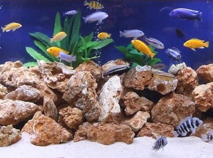 280 gallons freshwater fish tank (mostly fish and non-living decorations) - My tank is a 1000 ltr Tanks with a 200 Ltr sump. Everything is homemade except for the pumps. This tank includes a mixture of cichlids from Lake Malawi, Lake Tanganyika and Lake Victoria. 280 gallons freshwater fish tank (mostly fish and non-living decorations) - My tank is a 1000 ltr Tanks with a 200 Ltr sump. Everything is homemade except for the pumps. This tank includes a mixture of cichlids from Lake Malawi, Lake Tanganyika and Lake Victoria.