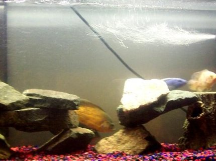 250 gallons freshwater fish tank (mostly fish and non-living decorations) - Tank =) 250 gallons freshwater fish tank (mostly fish and non-living decorations) - Tank =)