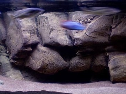 190 gallons freshwater fish tank (mostly fish and non-living decorations) - One of my tanks 190 gallons freshwater fish tank (mostly fish and non-living decorations) - One of my tanks