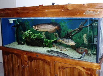 250 gallons freshwater fish tank (mostly fish and non-living decorations) - My 6x2x2 250 gallons freshwater fish tank (mostly fish and non-living decorations) - My 6x2x2