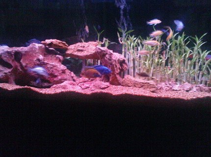 160 gallons freshwater fish tank (mostly fish and non-living decorations) - Electric blue Cichlid peacock Cichlid frontosa Cichlid Electric Yellow Cichlid Demasoni Cichlid Snow White Cichlid Red lifali jewel Cichlid & Other
FILTRATION :2 Power Filters , Four Noses air Filter, 2 Gallons external Filter Temperature in winter 300 watt 2 heaters Temperature in Samar 12 inch air fan 30% change water every 2 weeks to be healthy and happy Fishes. 160 gallons freshwater fish tank (mostly fish and non-living decorations) - Electric blue Cichlid peacock Cichlid frontosa Cichlid Electric Yellow Cichlid Demasoni Cichlid Snow White Cichlid Red lifali jewel Cichlid & Other
FILTRATION :2 Power Filters , Four Noses air Filter, 2 Gallons external Filter Temperature in winter 300 watt 2 heaters Temperature in Samar 12 inch air fan 30% change water every 2 weeks to be healthy and happy Fishes.