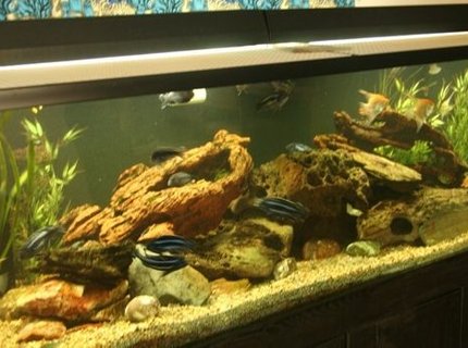 250 gallons freshwater fish tank (mostly fish and non-living decorations) - 250 gal 250 gallons freshwater fish tank (mostly fish and non-living decorations) - 250 gal
