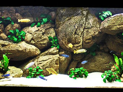 63 gallons freshwater fish tank (mostly fish and non-living decorations) - My Mbuna Tank 63 gallons freshwater fish tank (mostly fish and non-living decorations) - My Mbuna Tank