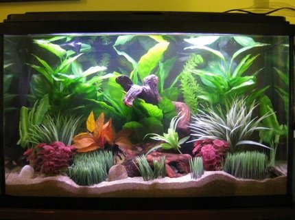 45 gallons freshwater fish tank (mostly fish and non-living decorations) - Front View of My 45G Freshwater Glass Tank. 45 gallons freshwater fish tank (mostly fish and non-living decorations) - Front View of My 45G Freshwater Glass Tank.