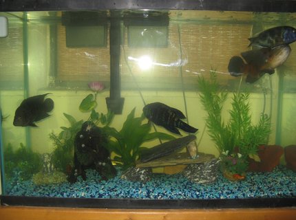 45 gallons freshwater fish tank (mostly fish and non-living decorations) - 45 Gallon Tank 45 gallons freshwater fish tank (mostly fish and non-living decorations) - 45 Gallon Tank