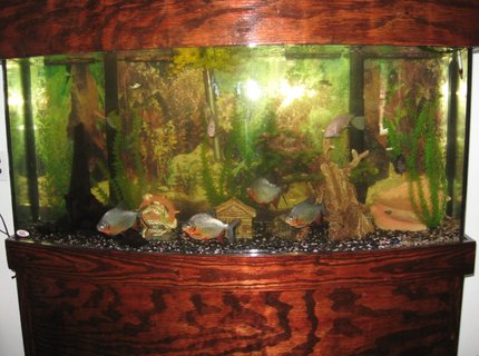 45 gallons freshwater fish tank (mostly fish and non-living decorations) - My Fathers 72 bowfront (Found it!!).. built the stand and top himself and has:
4 Red Pacu's
3 Convicts
1 Red Eye Tetra
Very Nice!!! 45 gallons freshwater fish tank (mostly fish and non-living decorations) - My Fathers 72 bowfront (Found it!!).. built the stand and top himself and has:
4 Red Pacu's
3 Convicts
1 Red Eye Tetra
Very Nice!!!