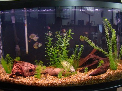45 gallons freshwater fish tank (mostly fish and non-living decorations) - updated picture of the 46 gal tank. Took a couple decorations out as going to try to limit the transfer to the 125 as easy as possible, ever since trying the sand in the 125 ill never go back, i find the larger gravel like this makes the tank look yellow. not my favorite. Easy to clean tho. This tanks shut down now as the 125 is done and Its going to start up again saltwater style! 45 gallons freshwater fish tank (mostly fish and non-living decorations) - updated picture of the 46 gal tank. Took a couple decorations out as going to try to limit the transfer to the 125 as easy as possible, ever since trying the sand in the 125 ill never go back, i find the larger gravel like this makes the tank look yellow. not my favorite. Easy to clean tho. This tanks shut down now as the 125 is done and Its going to start up again saltwater style!