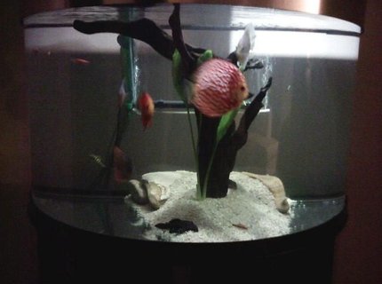 76 gallons freshwater fish tank (mostly fish and non-living decorations) - TankyWanky 76 gallons freshwater fish tank (mostly fish and non-living decorations) - TankyWanky