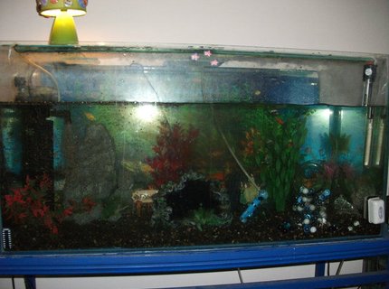 39 gallons freshwater fish tank (mostly fish and non-living decorations) - My cichlid setup 39 gallons freshwater fish tank (mostly fish and non-living decorations) - My cichlid setup