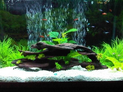 45 gallons freshwater fish tank (mostly fish and non-living decorations) - my first upload :D 45 gallons freshwater fish tank (mostly fish and non-living decorations) - my first upload :D