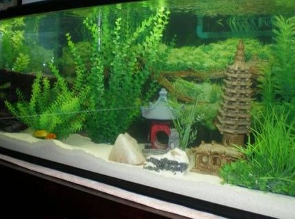 60 gallons freshwater fish tank (mostly fish and non-living decorations) - Rescaped Tank
60 Gallon
2 Yellow Labs
1 Cobalt Blue
1 Red Zebra
1 Red Fin Borleyi
2 Rainbow Sharks 60 gallons freshwater fish tank (mostly fish and non-living decorations) - Rescaped Tank
60 Gallon
2 Yellow Labs
1 Cobalt Blue
1 Red Zebra
1 Red Fin Borleyi
2 Rainbow Sharks