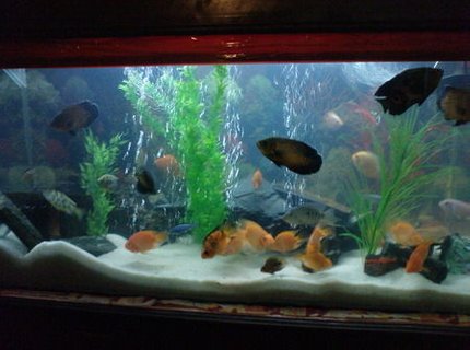 119 gallons freshwater fish tank (mostly fish and non-living decorations) - Predators tank with lovely setup. 119 gallons freshwater fish tank (mostly fish and non-living decorations) - Predators tank with lovely setup.