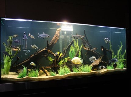 245 gallons freshwater fish tank (mostly fish and non-living decorations) - cichlid tank! 245 gallons freshwater fish tank (mostly fish and non-living decorations) - cichlid tank!