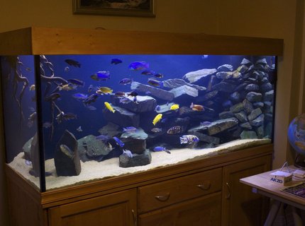 250 gallons freshwater fish tank (mostly fish and non-living decorations) - 800L Malawi Mbuna setup 250 gallons freshwater fish tank (mostly fish and non-living decorations) - 800L Malawi Mbuna setup