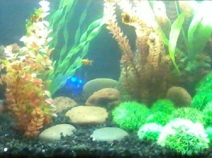 60 gallons freshwater fish tank (mostly fish and non-living decorations) - the tank 60 gallons freshwater fish tank (mostly fish and non-living decorations) - the tank