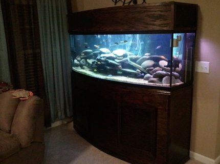 155 gallons freshwater fish tank (mostly fish and non-living decorations) - 155gal Bow Front-Custom built stand and canopy 155 gallons freshwater fish tank (mostly fish and non-living decorations) - 155gal Bow Front-Custom built stand and canopy