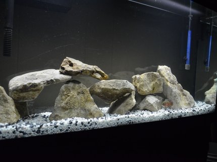 60 gallons freshwater fish tank (mostly fish and non-living decorations) - 60 gal. tank 60 gallons freshwater fish tank (mostly fish and non-living decorations) - 60 gal. tank