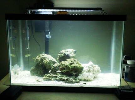 57 gallons freshwater fish tank (mostly fish and non-living decorations) - Turned my freshwater tank into a saltwater for my Green Spotted Puffer. 57 gallons freshwater fish tank (mostly fish and non-living decorations) - Turned my freshwater tank into a saltwater for my Green Spotted Puffer.