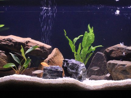 50 gallons freshwater fish tank (mostly fish and non-living decorations) - March's Malawi Tank 50 gallons freshwater fish tank (mostly fish and non-living decorations) - March's Malawi Tank