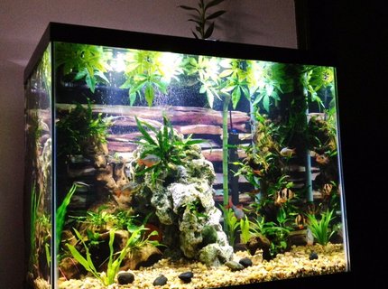 54 gallons freshwater fish tank (mostly fish and non-living decorations) - 55 tall "river" themed tank 54 gallons freshwater fish tank (mostly fish and non-living decorations) - 55 tall "river" themed tank