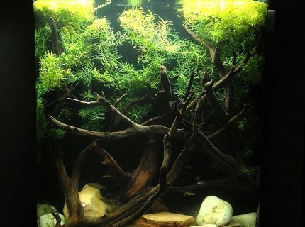 20 gallons freshwater fish tank (mostly fish and non-living decorations) - 20 Gallon Tank 20 gallons freshwater fish tank (mostly fish and non-living decorations) - 20 Gallon Tank