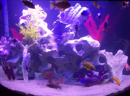 76 gallons freshwater fish tank (mostly fish and non-living decorations) - 76 gallon oceanic african cichlids texas holey rock fake plants and dead coral 76 gallons freshwater fish tank (mostly fish and non-living decorations) - 76 gallon oceanic african cichlids texas holey rock fake plants and dead coral